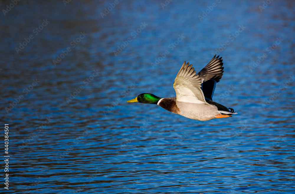 Male mallard duck flapping to take off and fly away in London Male mallard duck flapping to take off and fly away in London