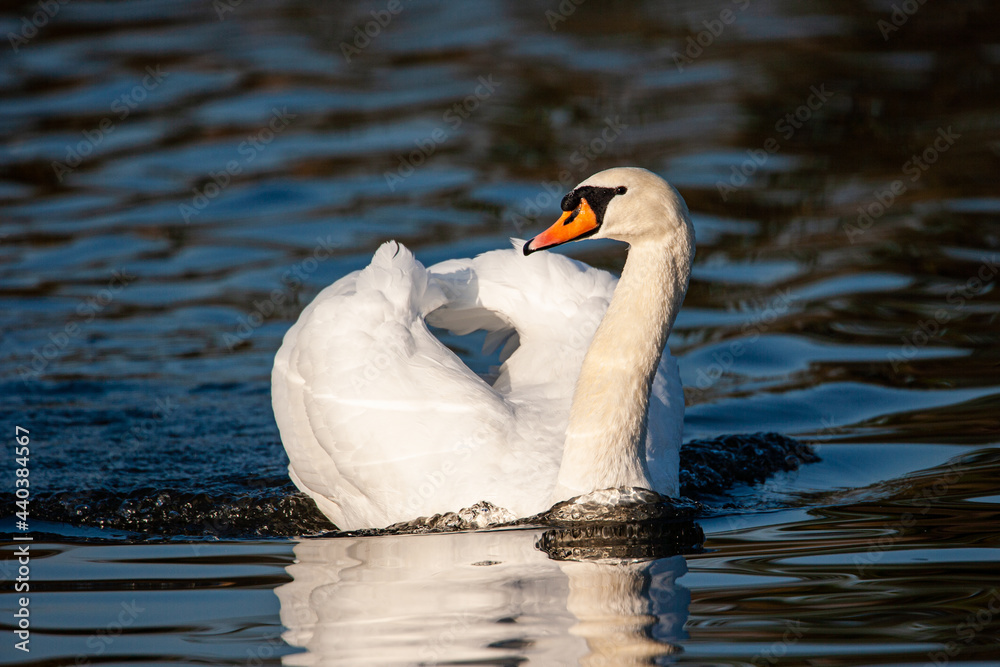 Naklejka premium Mute swan swimming on a pond in London, UK