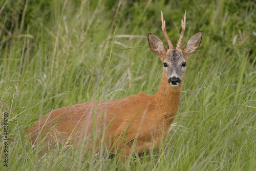 Fotografi Roe deer buck in the grass