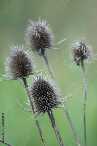 White teasel seeds closeup view on green background
