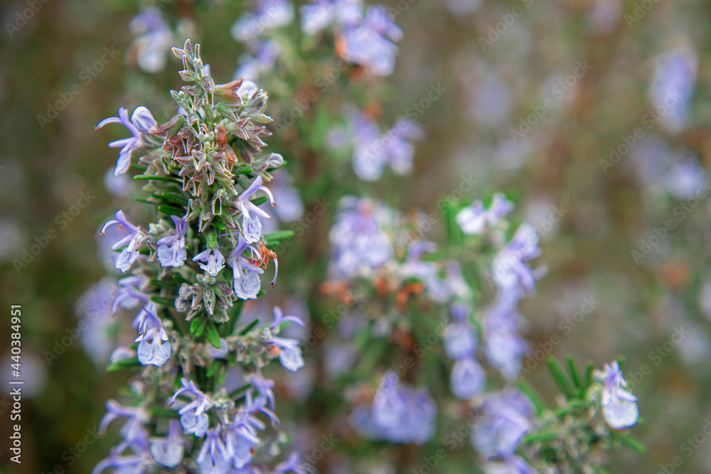 Photography of rosemary plant and flowers Photography of rosemary plant and flowers