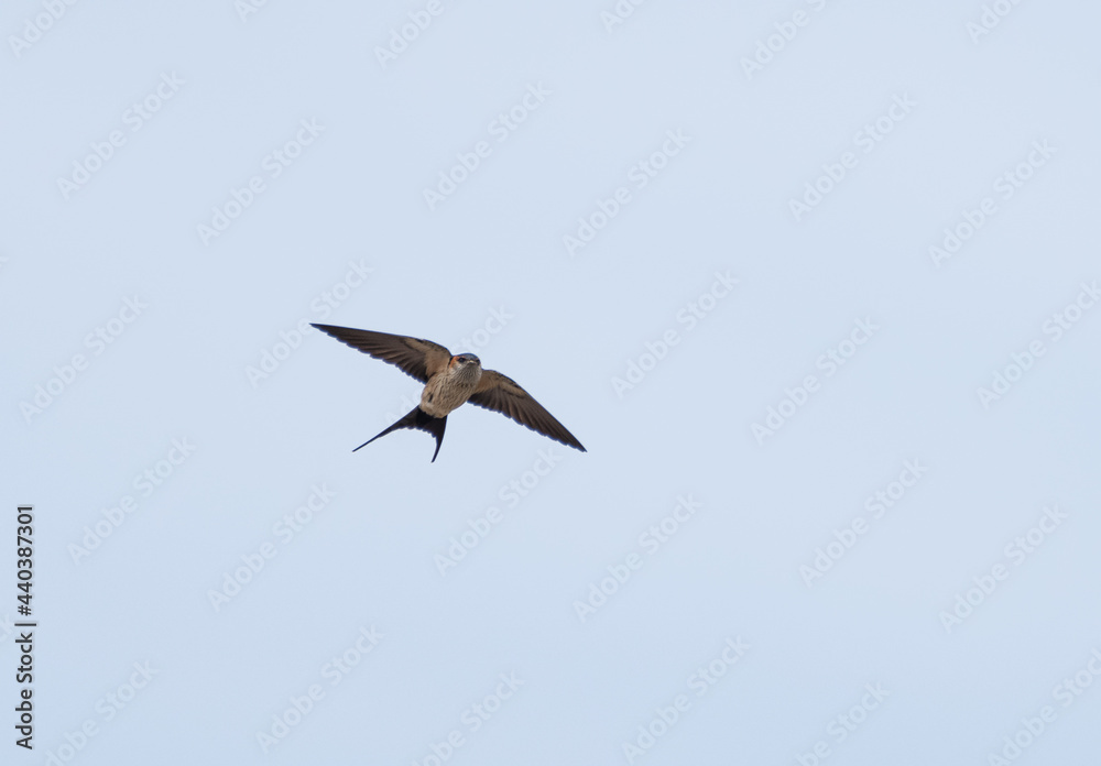 Obraz premium 空を飛ぶツバメ