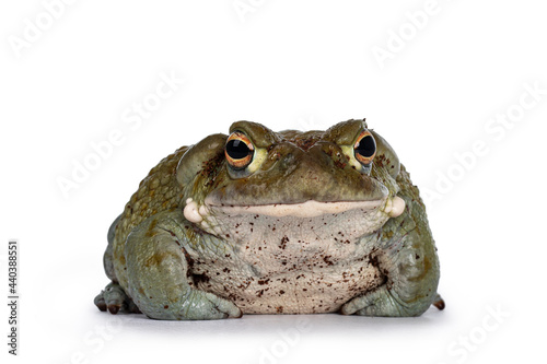 Bufo Alvarius aka Colorado River Toad, sitting facing front. Looking to camera with golden eyes. Isolated on white background. photo