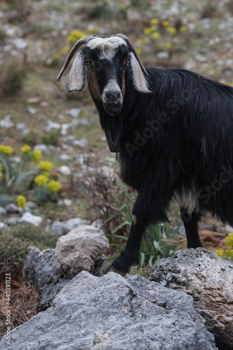 Black and white goat met on a mountain trail