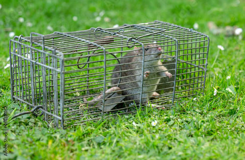 Brown rat caught in a wire trap.  Facing forward.  Garden setting with green grass and daisies.  Scientific name: Rattus norvegicus.  Horizontal.  Space for copy.