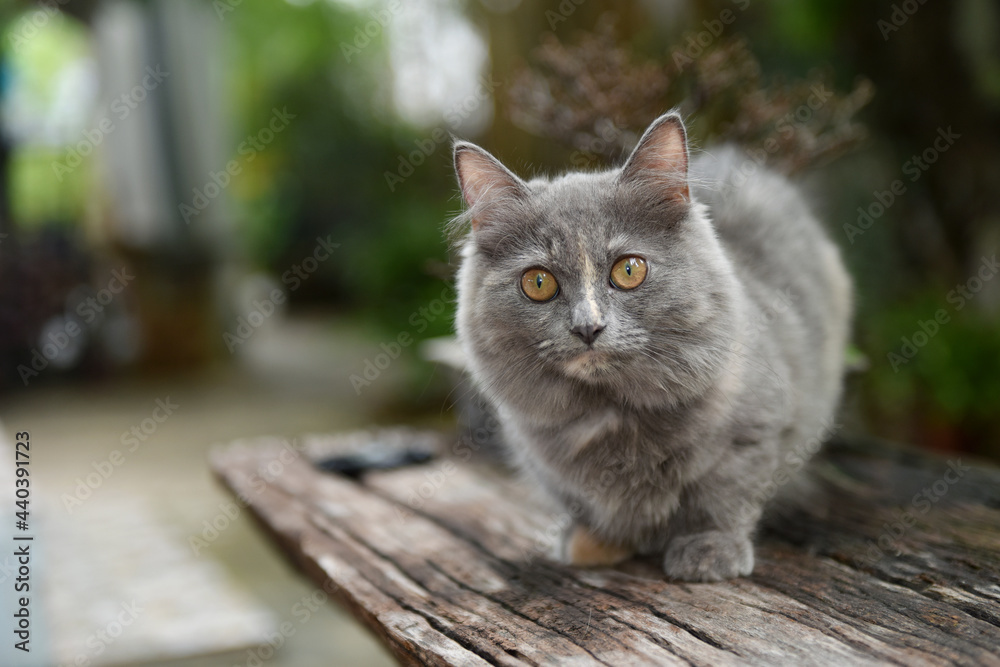 Lovely Munchkin Cat, Looking To Cameraman. Lovely Munchkin Cat, Looking To Cameraman.