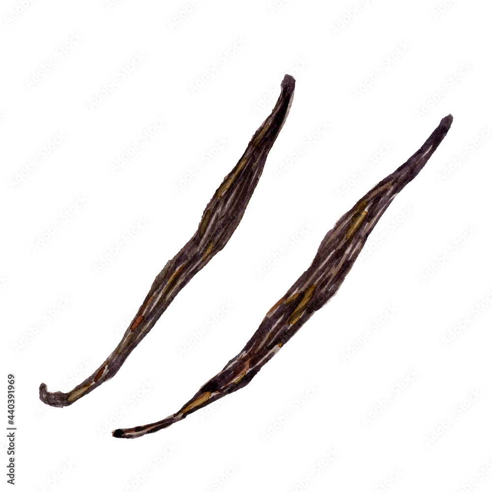 Obraz premium Vanilla sticks hand drawn watercolor clip art