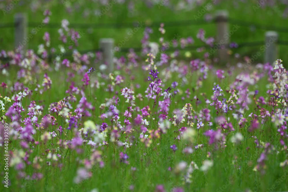 リナリアの花