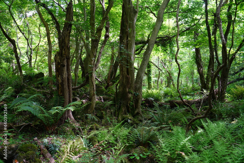 Obraz premium a lively dense forest in springtime