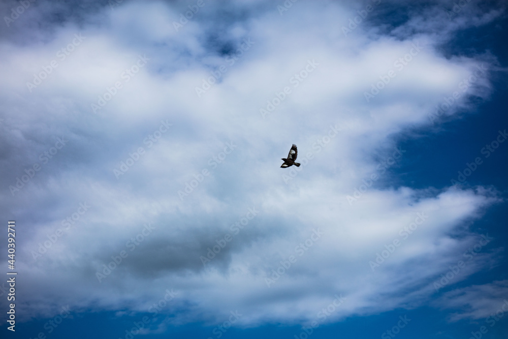 seagull flying in the sky seagull flying in the sky
