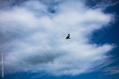 seagull flying in the sky