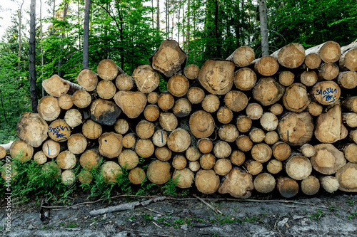 Wood pile in the forrest.