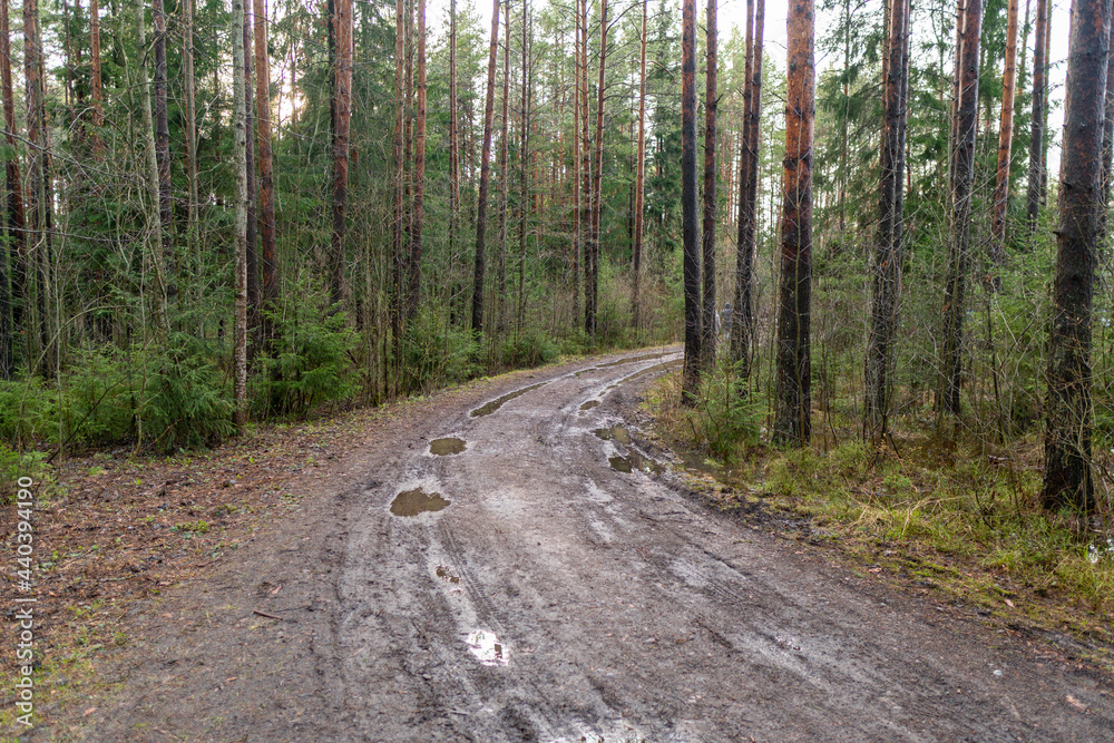 Naklejka premium Beautiful spiral road in the forest, surrounded by green pines. Shot at spring time. Best area for hiking and explore woods.