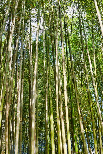 Bamboo forest in Sagano, Kyoto 京都 嵯峨野の竹林