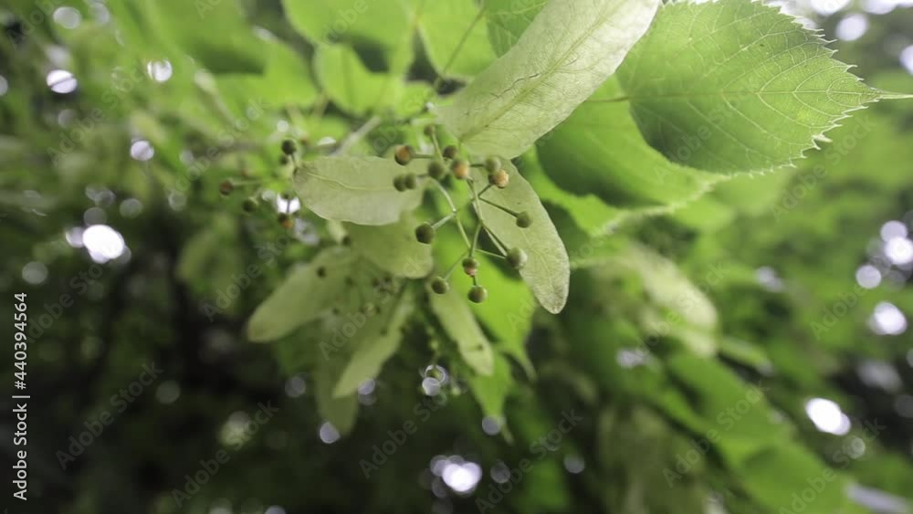 The wind flutters the buds and leaves of the linden tree in the rain. The wind flutters the buds and leaves of the linden tree in the rain.