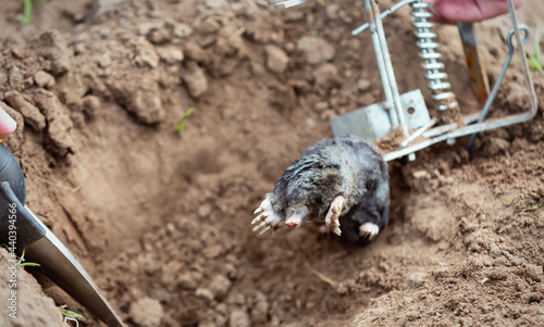 A farmer caught a mole in a steel trap