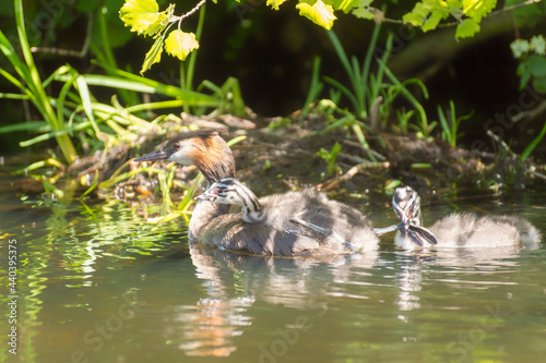 A bird crested grebe with perky chicks.