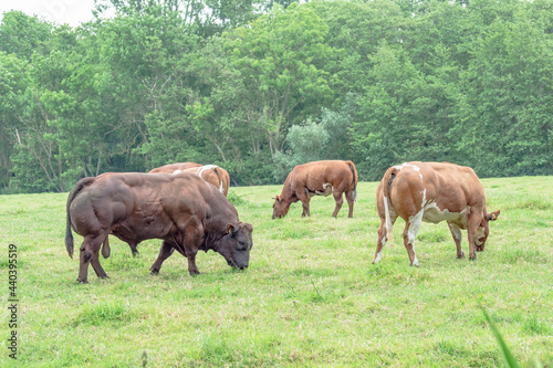 Belgian blue cows in the pasture.