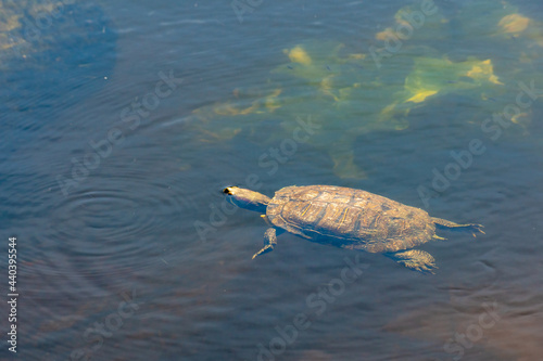 Free swimming of the turtle along the river bed.