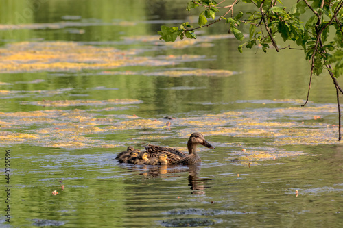 Photo of a duck with chicks on the river.