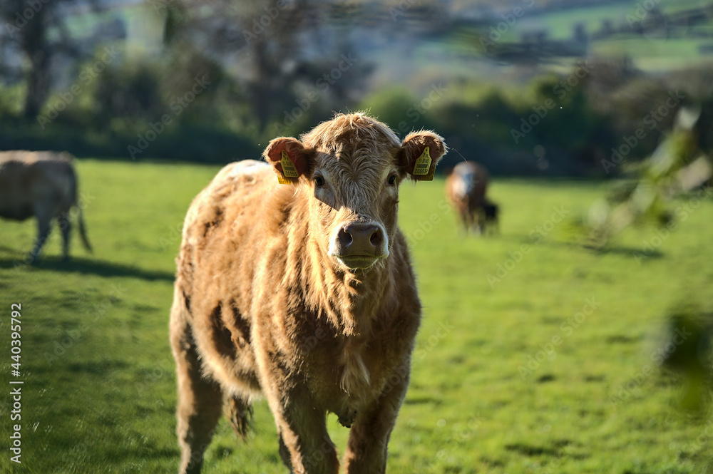 Beautiful bright view of brown cow peacefully grazing at farm near Puck's Castle Ln, Ballycorus, County Dublin, Ireland. Irish farms. Selective focus Beautiful bright view of brown cow peacefully grazing at farm near Puck's Castle Ln, Ballycorus, County Dublin, Ireland. Irish farms. Selective focus