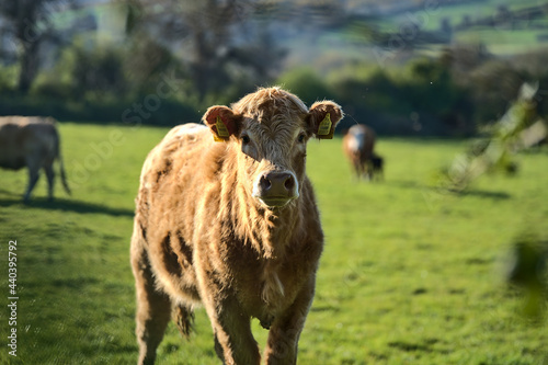 Beautiful bright view of brown cow peacefully grazing at farm near Puck's Castle Ln, Ballycorus, County Dublin, Ireland. Irish farms. Selective focus