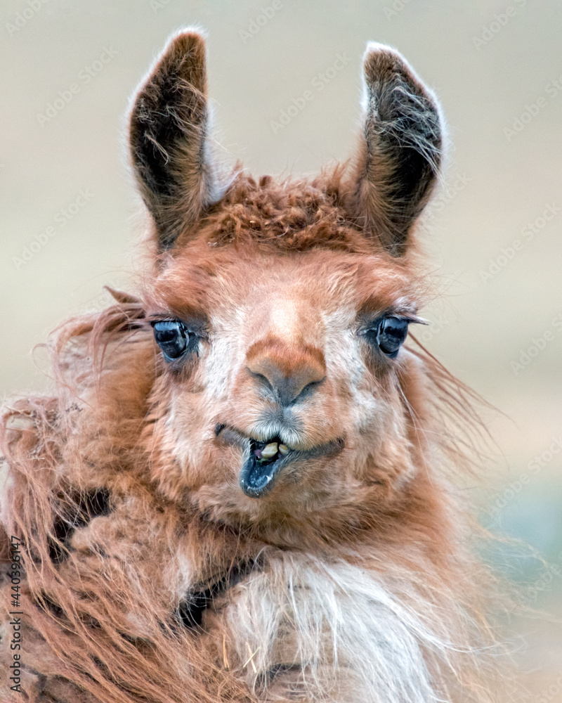 Fototapeta premium A humorous llama portrait.