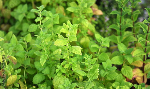 Wallpaper Mural menthe Torontodigital.ca