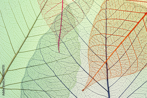 Beautiful Leaf veins texture, Abstract autumn background of Skeleton leaves. © Taras