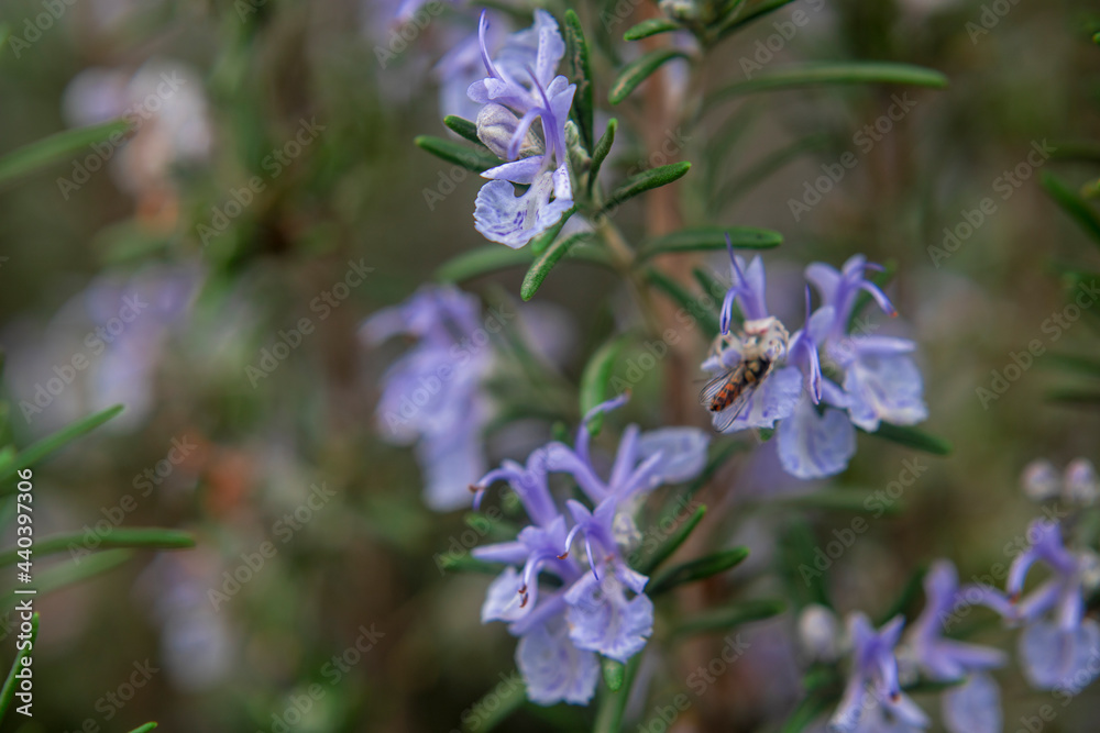 Photography of Rosemary plant with flowers and a bee Photography of Rosemary plant with flowers and a bee