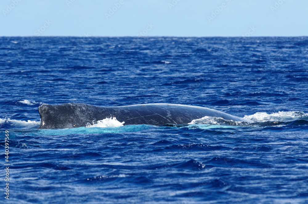 Fototapeta premium ザトウクジラ