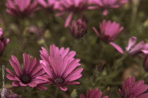 Photography of African Daisies pink color in a garden