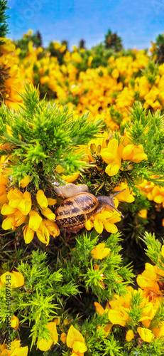 yellow flowers in the wind