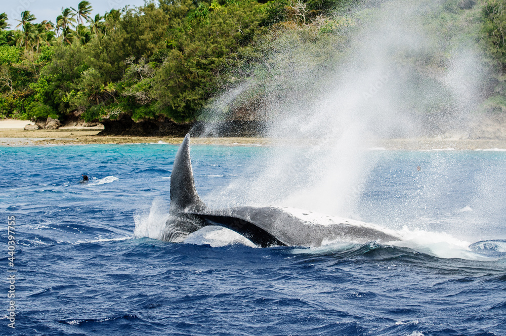 Fototapeta premium ザトウクジラ