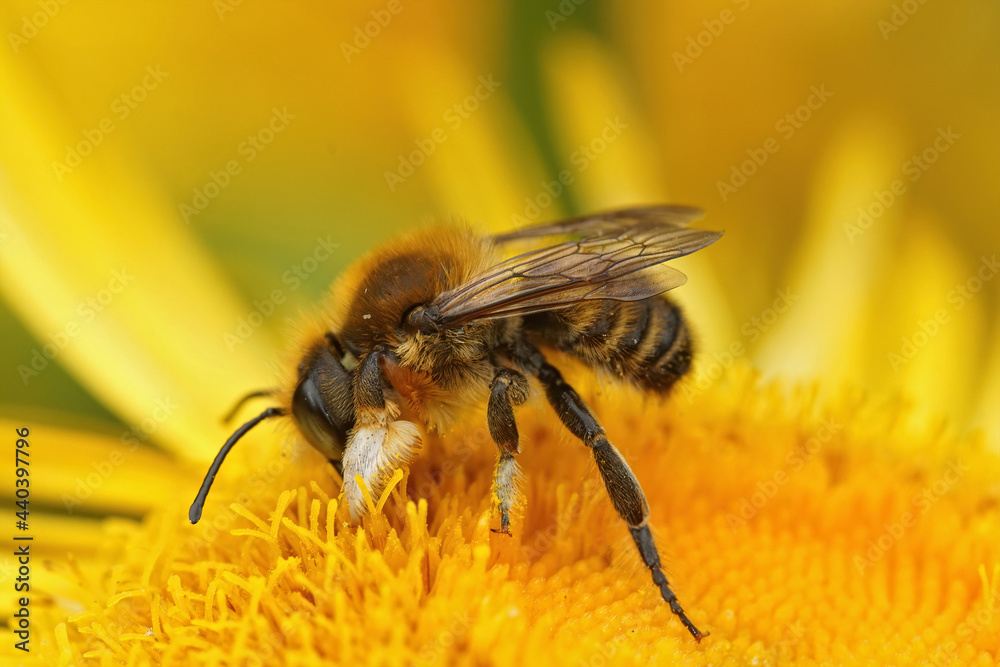 Closeup on a male Willughby's leaf-cutter bee , Megachile willughbiella on a yellow flower Closeup on a male Willughby's leaf-cutter bee , Megachile willughbiella on a yellow flower