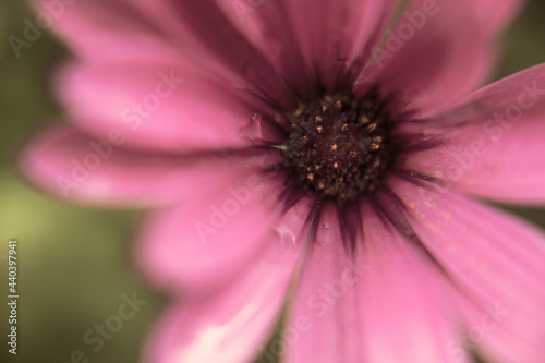Photography of an African Daisy macro pink color in a garden