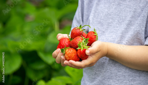Fresh strawberries in the hands of a child. Selective focus.