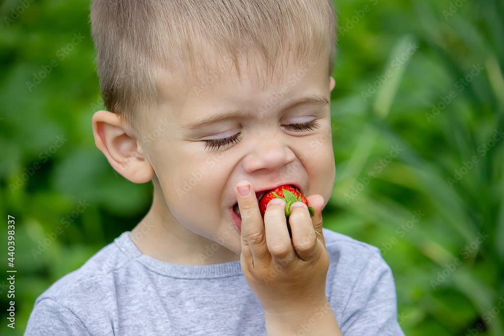boy eating delicious strawberries. On the farm. Selective focus. boy eating delicious strawberries. On the farm. Selective focus.