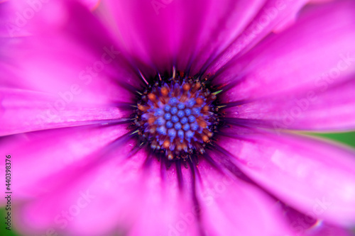 Photography of an African Daisy macro pink color in a garden