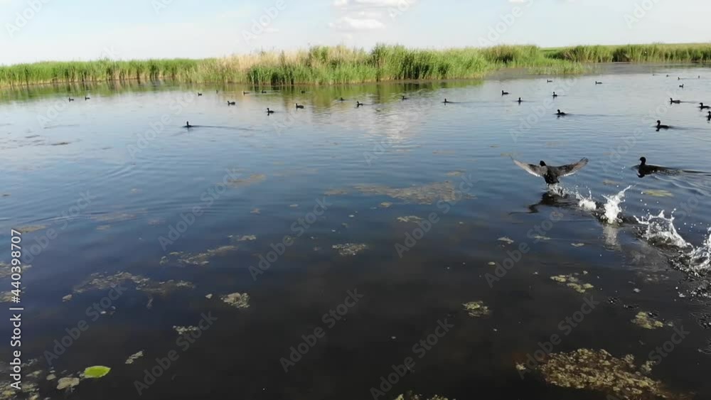 Kalmykia, a lake in the steppe. A flock of waterfowl. Kalmykia, a lake in the steppe. A flock of waterfowl.