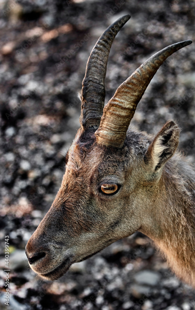 Head of alpine ibex female. Latin name - Capra ibex Head of alpine ibex female. Latin name - Capra ibex