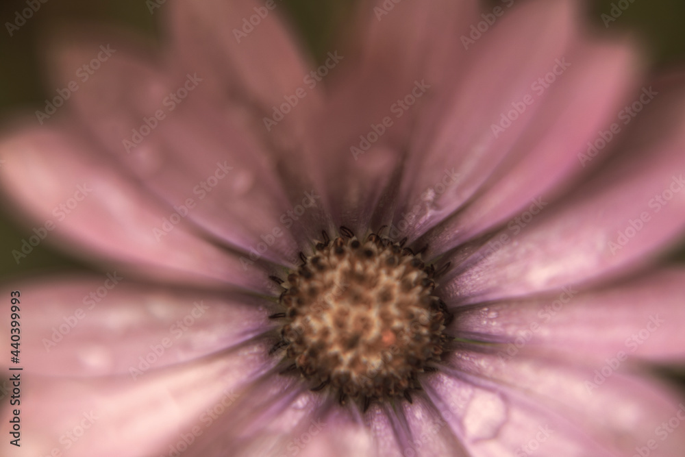 Photography of a daisy with water drops macro caption Photography of a daisy with water drops macro caption