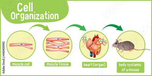 Diagram showing cell organization in a mouse