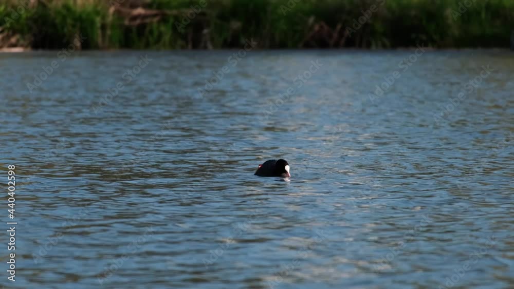 Breeding season - Eurasian coot (Fulica atra) mother swimming in the blue water and searching for food. Her hungry cute little black chick with funny red-orange head would like to be near his mom. 4k Breeding season - Eurasian coot (Fulica atra) mother swimming in the blue water and searching for food. Her hungry cute little black chick with funny red-orange head would like to be near his mom. 4k