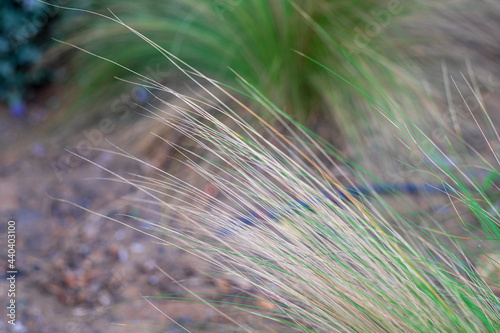 Photography of green and large plant leaves, grass type. photo
