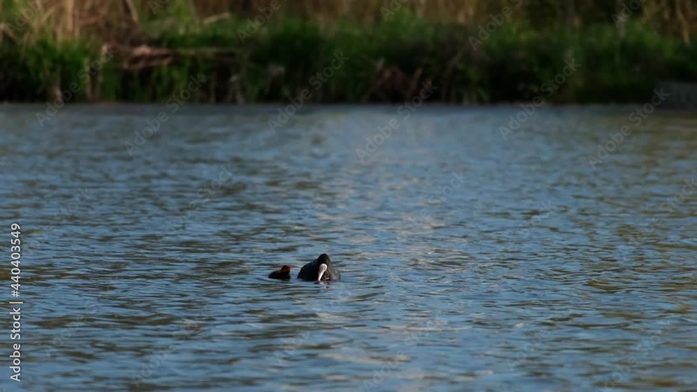 Eurasian coot mother feeding her hungry cute little black chick. Fulica atra mom swimming in the blue water and searching for food next to her funny red-headed baby bird. Spring breeding season, 4k Eurasian coot mother feeding her hungry cute little black chick. Fulica atra mom swimming in the blue water and searching for food next to her funny red-headed baby bird. Spring breeding season, 4k