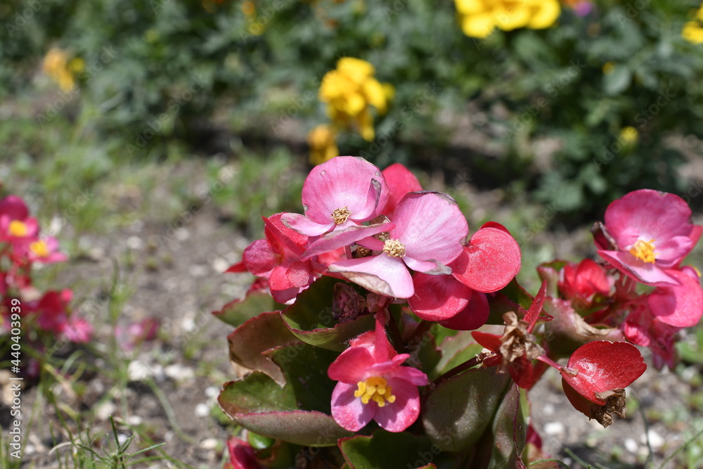 Obraz premium 花壇のピンク