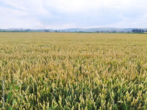 Field of wheat