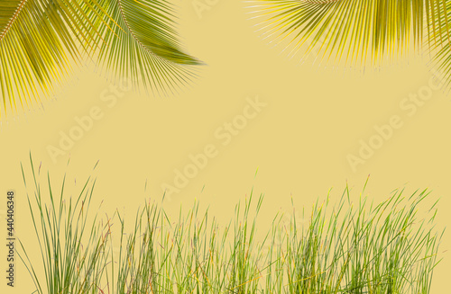 Cadre v  g  tal  herbes et palm