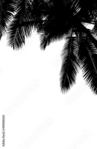 silhouette de palmes de cocotiers 